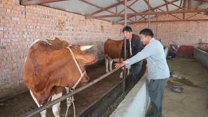哈巴河 振興鄉村'牛'經濟 奶牛養出好'錢'景